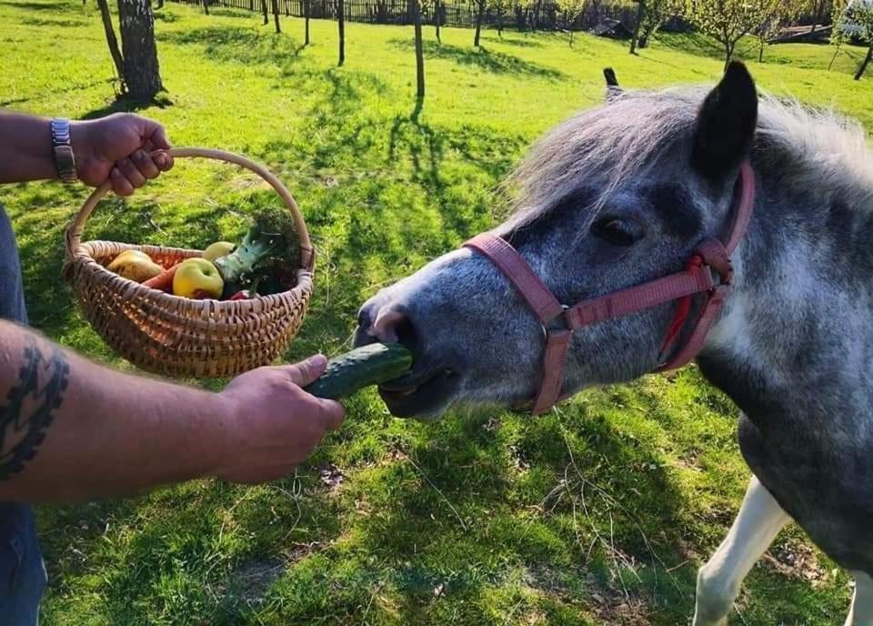 Pensiunea Gradina Ascunsa Bughea de Jos Bagian luar foto